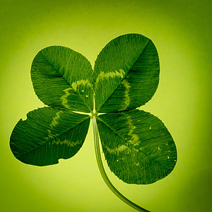 shallow focus photo of clover leaf thumbnail