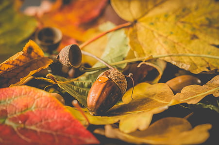 close-up photo of nut on dried leaf thumbnail