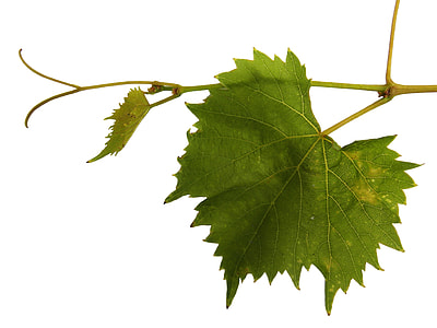 close up photo of green leaf plant thumbnail