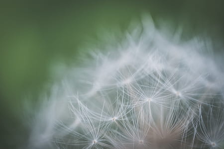 macro photography of white dandelion flower thumbnail