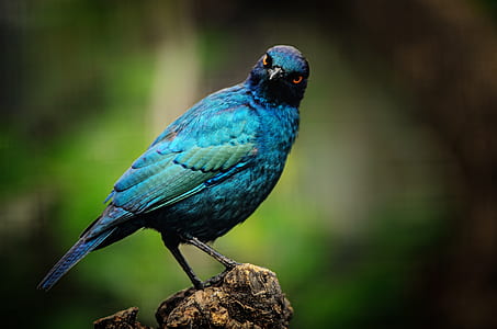 shallow focus of blue bird thumbnail