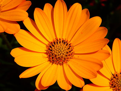 orange flowers thumbnail