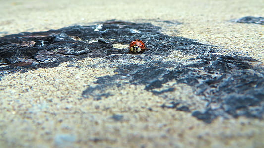 macro photography of ladybug on black and brown concrete surface thumbnail