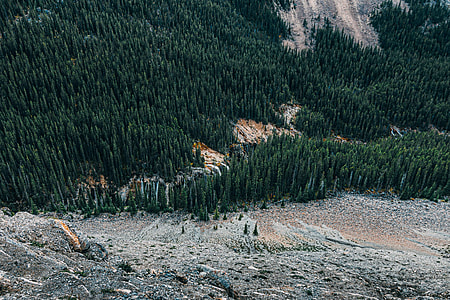 aerial photography of tall spruce trees thumbnail
