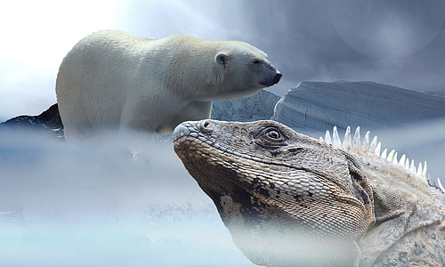 Polar Bear, Lizard, Iguana, Ice, mountains, snow thumbnail