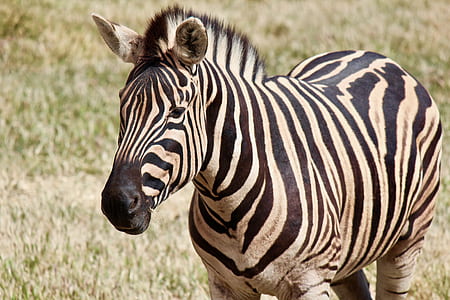 zebra on green grass field thumbnail