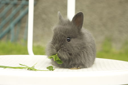 gray fur bunny eating green leaf thumbnail