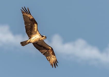 Selective Photography of Flying Black Falcon thumbnail