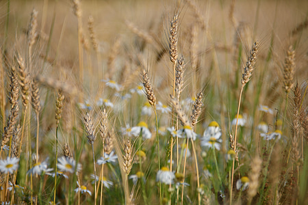selective focus photography of rice field thumbnail