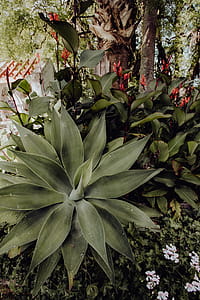 Tropical Botanical Garden in Belem, Lisbon, Portugal thumbnail
