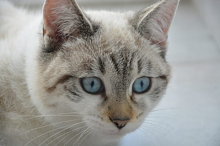 short-fur white and grey cat thumbnail