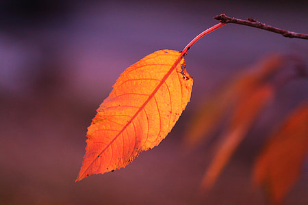 Fall Foliage, Autumn Colours thumbnail