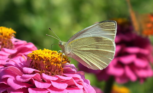 white sulfur butterfly on pink flower during daytime thumbnail