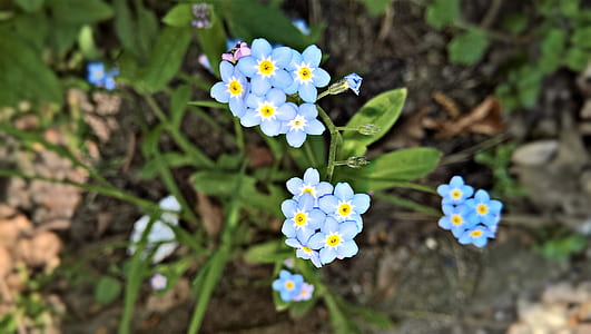selective focus photography of blue forget-me-not flowers in bloom thumbnail