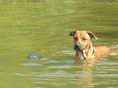 dog on water during daytime thumbnail