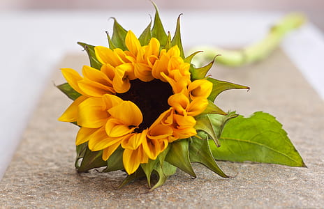 yellow sunflower in bloom on gray surface thumbnail