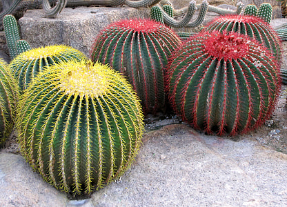 Cactus, Botanical Garden Nong Nooch thumbnail