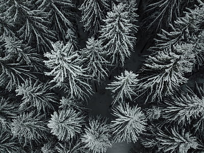 aerial photography of snow covered pine trees thumbnail