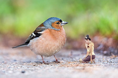 photo of brown and gray bird standing on ground with photoshop woman beside thumbnail