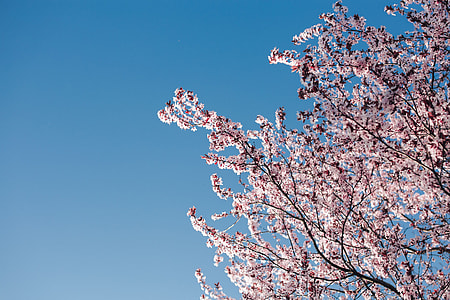 Pink spring flowers thumbnail