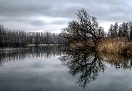 landscape photography of tree near body of water thumbnail