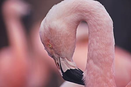 tilt-lens photo of white swan thumbnail