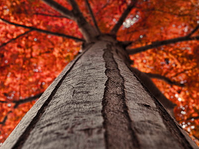 ant's view of maple tree thumbnail