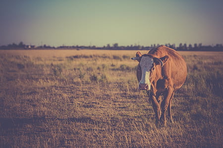brown and white cattle standing on green grass field at daytime thumbnail