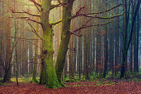 photography of forest during daytime thumbnail