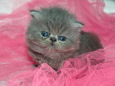 gray Persian kitten thumbnail