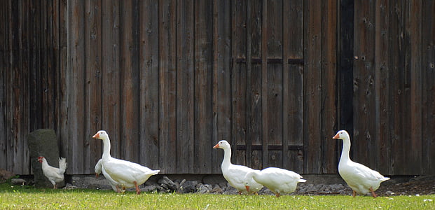 four white ducks thumbnail