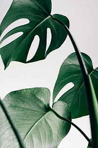 green leaf plant thumbnail