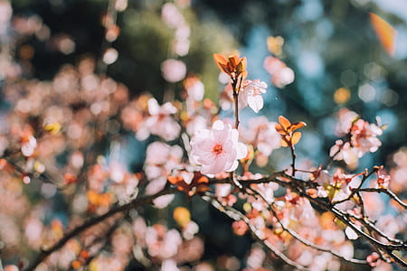 closeup photo of pink petaled flowers thumbnail