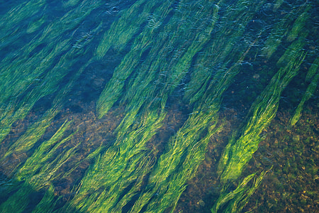 green leaved plants on body of water thumbnail