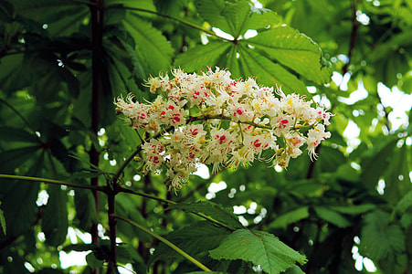 Chestnut Tree, Chestnut Blossom thumbnail