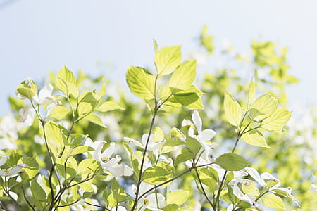 green leaf plants thumbnail