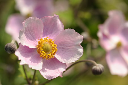 selective focus photography of pink petaled flower thumbnail