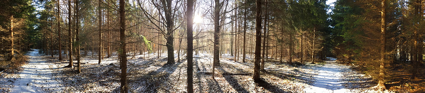 forest during day time photo thumbnail