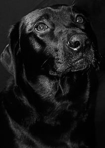 adult black Labrador retriever thumbnail