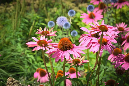 pink petaled flowers thumbnail