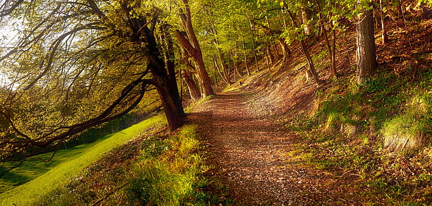 green leaf forest trees thumbnail