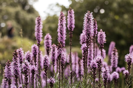 purple gayfeather flower field close-up photography thumbnail