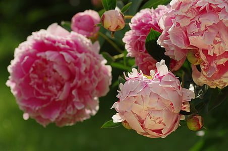 pink petaled flowers thumbnail