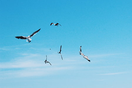 flock of birds flying thumbnail