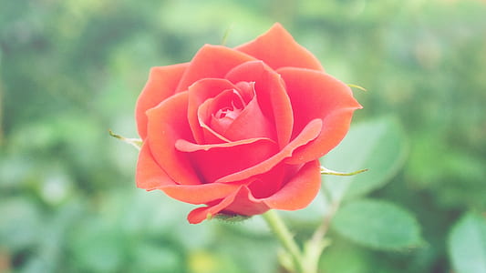 shallow focus photography of red rose thumbnail