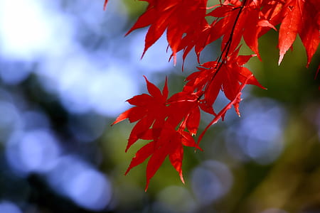 selective focus photography of red leafed plant thumbnail
