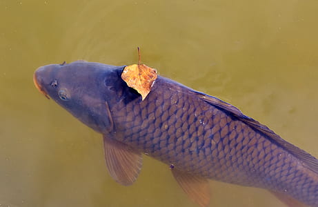 black tilapia thumbnail
