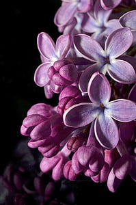 purple petaled flower thumbnail