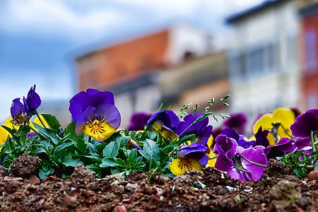 selective focus photography of purple and yellow petaled flowers on ground thumbnail