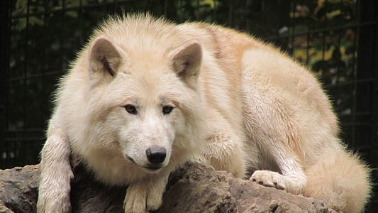 brown wolf sitting on stone thumbnail